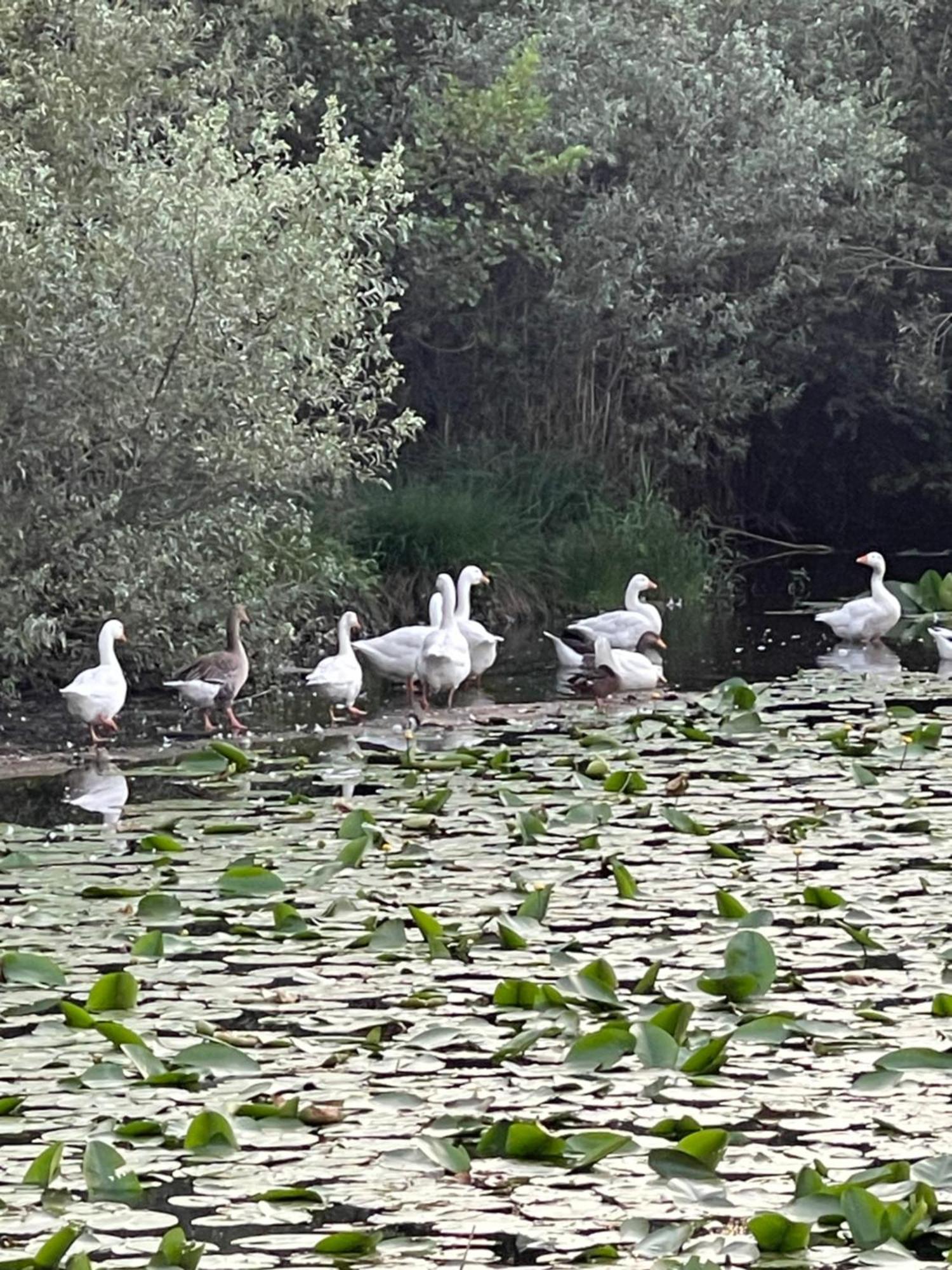 Laghi Di Como Appartamento Di Licinia E Mario Asso Екстер'єр фото